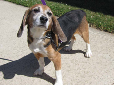 7-year-old male Beagle