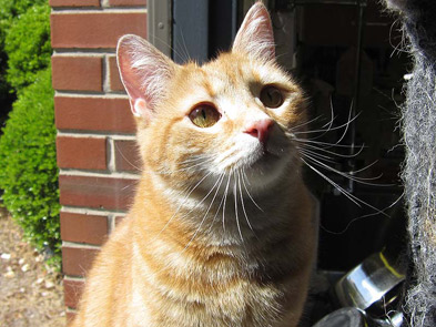 Beautiful orange and white mature male cat