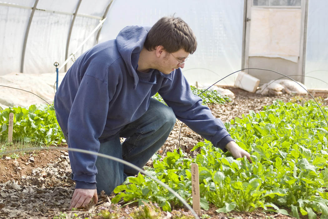 Click to enlarge,  Cornelius Lewis, of Durham, an associate degree student in Sustainable Agriculture at Central Carolina Community College, thins the arugula plants in the college's greenhouse on the Chatham County Campus, in Pittsboro. The college started offering sustainable agriculture classes in 1996 and, in 2002, became the first community college in the nation to offer an associate degree in this field. The college also offers certificates in sustainable vegetable production, sustainable livestock production, and agricultural sustainability.  
