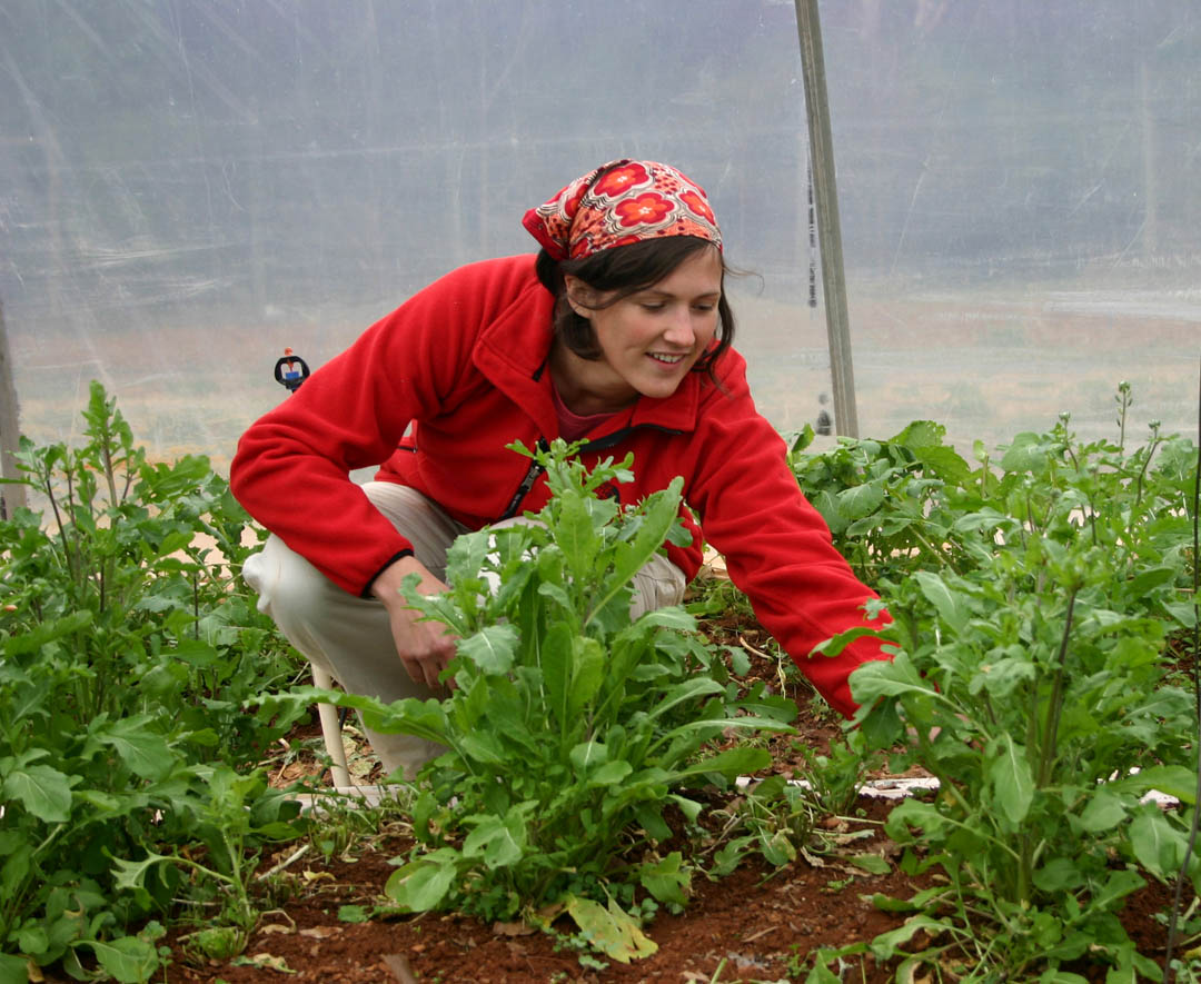 Click to enlarge,  Mary Beth Bardin, of Moncure, plucks out weeds from the arugula crop growing in the plastic-walled hoop house at Central Carolina Community College's Chatham County Campus, in Pittsboro. The hoop house, which protects plants from the cold weather, is part of the 15-acre student farm in the college's sustainable agriculture program. Bardin has a bachelor's degree in journalism and English from the University of North Carolina-Chapel Hill and works on farm issues at the N.C. Farm Transition Network. She enrolled in the sustainable agriculture program because of her concern about the future of farming and its impact on public health. Central Carolina is known as 'Green Central' because of its extensive sustainability programs, including fuels, agriculture, and building/renewable energy. Ecotourism will start soon and a 'natural chef' culinary arts program is planned. In 2002, it became the first community college in the nation to offer an Associate of Applied Science in Sustainable Agriculture. For more information on Central Carolina Community College's sustainable agriculture programs, contact Robin Kohanowich at (919) 542-6495, ext. 229, or  rkohanowich@cccc.edu , or visit the college's web site,  www.cccc.edu . 