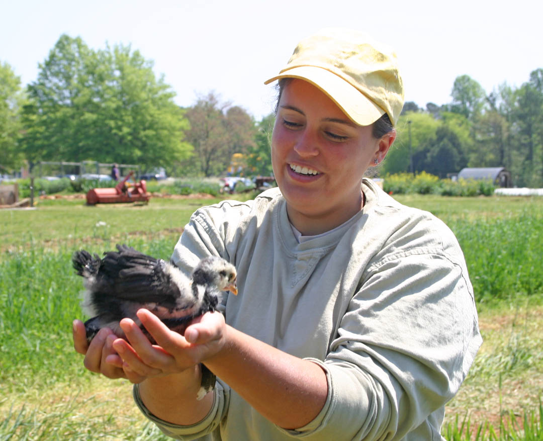 Click to enlarge,  Hillary Heckler, manager for Central Carolina Community College&#8217;s student farm, holds one of the heritage breed Java chicks, an endangered breed, being raised at the farm, part of the college&#8217;s sustainable agriculture program. The college has been honored as one of six national winners in the National Wildlife Federation&#8217;s 2011   Chill Out: Climate Action on Campus   competition. Chill Out recognizes U.S. schools that design and implement innovative approaches to advance sustainability on campuses, reduce their carbon footprints, and educate people about Earth-friendly practices and materials in agriculture, energy production, construction, and other areas. Sustainable agriculture is just one of several green education programs offered at CCCC. The college also has two buildings at its Chatham Campus that meet the U.S. Green Building Council&#8217;s high standards in Leadership in Energy and Environmental Design (LEED). The accomplishments of CCCC and the other five winners will be shown in an April 13   Chill Out: Climate Action   on Campus webcast at the NWF&#8217;s web site,  www.nwf.org/campusecology/chillout/ . The winners will also receive a monetary award from the NWF to continue exploring innovative clean energy and climate action initiatives.&amp;nbsp; 