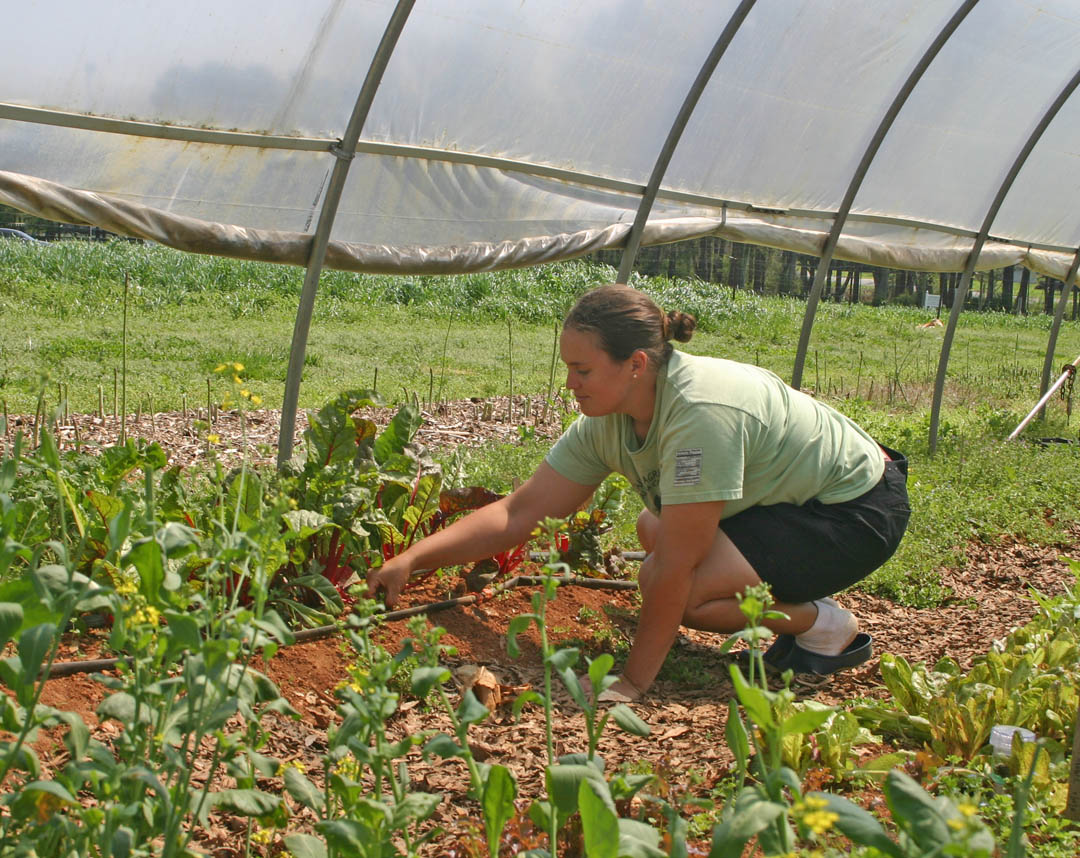 Click to enlarge,  Central Carolina Community College Student Farm manager Hilary Heckler, of Pittsboro, checks the spring crops in the hoophouse at the Chatham Campus. A tour of the farm will be one of the attractions at the college's April 28 Chatham Celebration at the Chatham Campus, 764 West St., Pittsboro. The event, which commemorates the college's 50th anniversary, starts with a flag raising at 7:45 a.m., 5K race at 8 a.m., and Kids' Fun Run, at 9 a.m. Free events start at 9 a.m. and run until about 1:30 p.m. Vendors will have food for sale. Later, acting and culinary students put on a three-comedy, three-course Comedy Dinner Theatre at 2 p.m. and 5 p.m. in the Chatham Community Library. Tickets for the dinner theater are $16 and advance purchase is required at  www.brownpapertickets.com  or at the campus Administration Building. For a full events schedule, as well as registration for the races, go to  www.cccc.edu/50years/events .  
